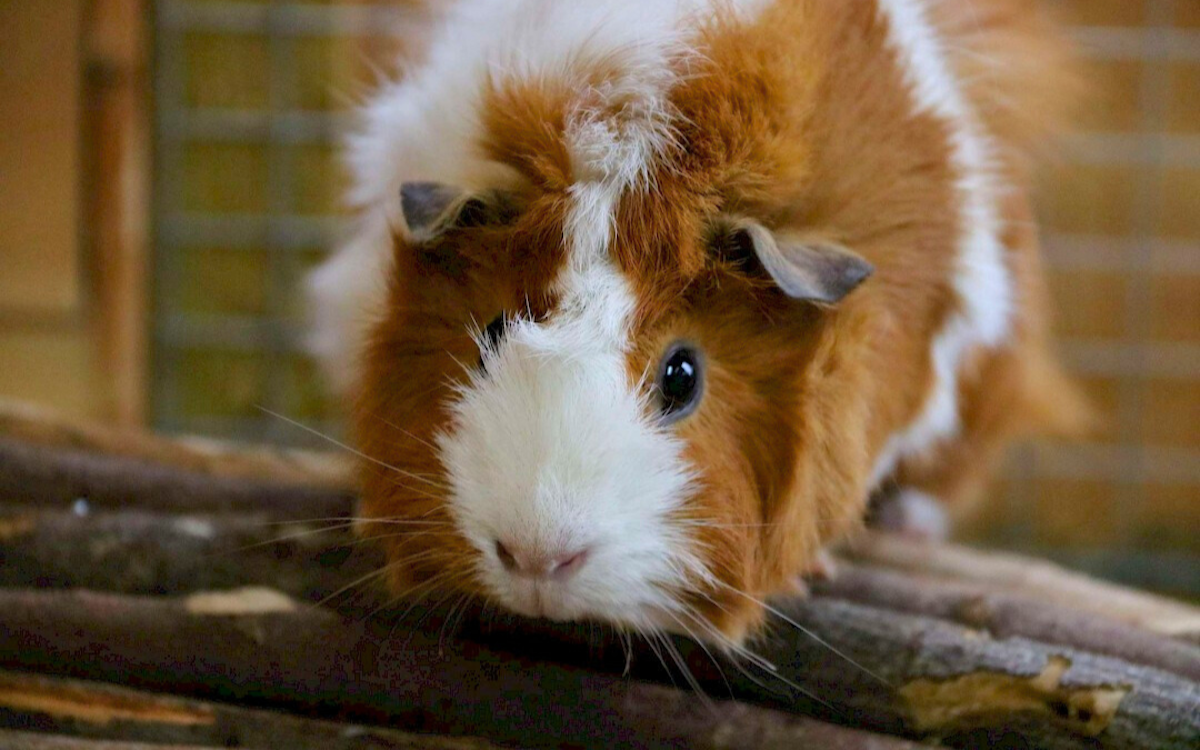 A guinea pig